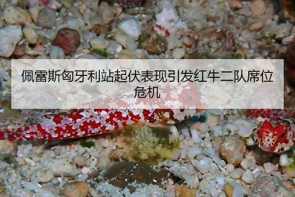 pei-lei-si-xiong-ya-li-zhan-qi-fu-biao-xian-yin-fa-hong-niu-er-dui-xi-wei-wei-ji-3-680.jpg